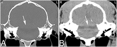 The Role of Computed Tomography in Imaging Non-neurologic Disorders of the Head in Equine Patients